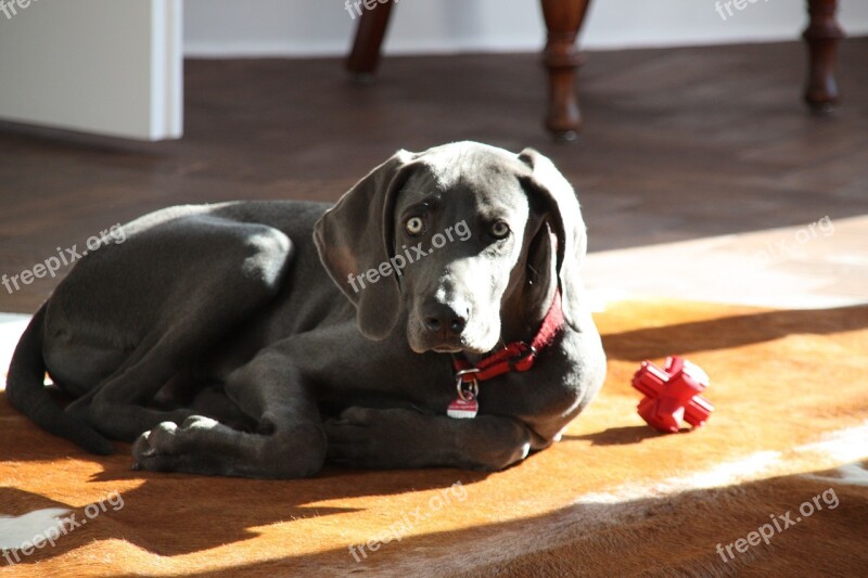 Weimaraner Dog Young Dog Free Photos