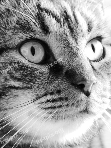 Cat Tabby Feline Look Black And White