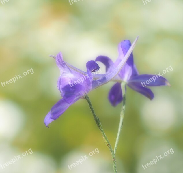 Arable Larkspur Wild Plant Rain Field Violet Blossom