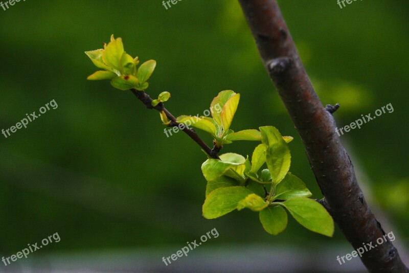 A New Leaf Flower Apples Bud The Leaves Spring