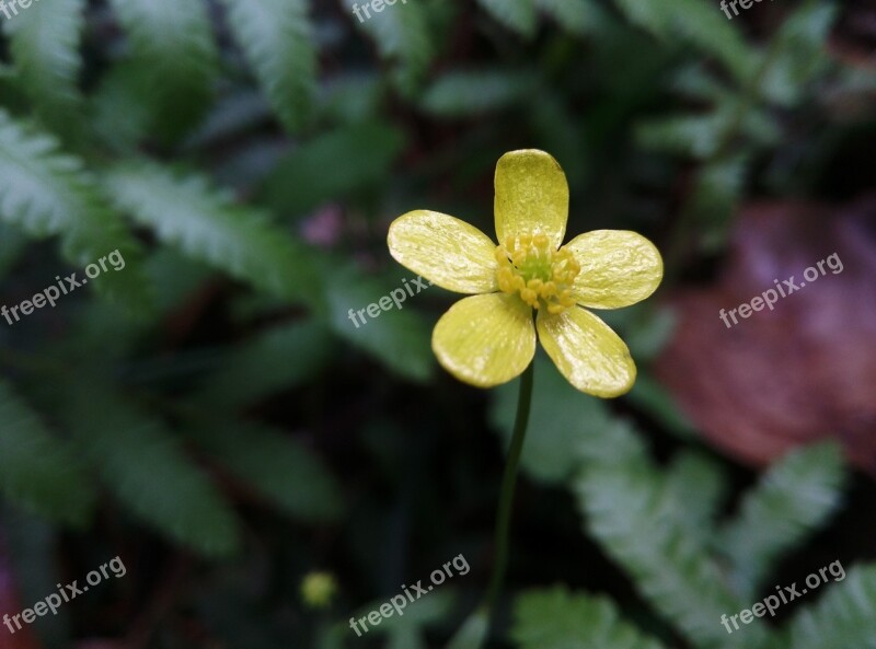 Oxalis Plant Flower Free Photos