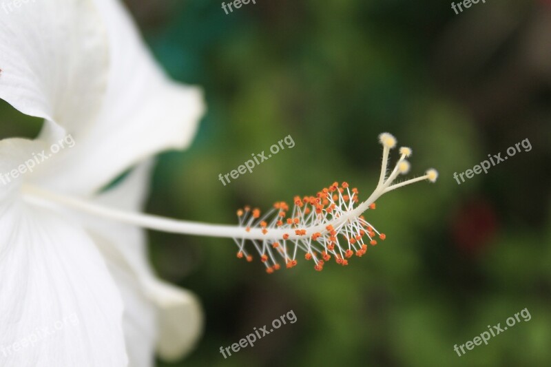 Flower Hibiscus Nature Plant Garden