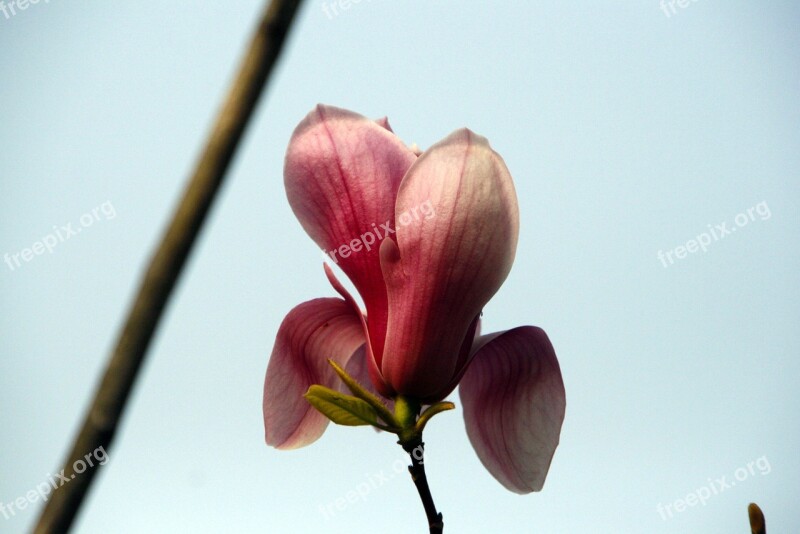 Now Magnolia Magnolia Flower Spring Jeonju Innovation City Jeonbuk Korea