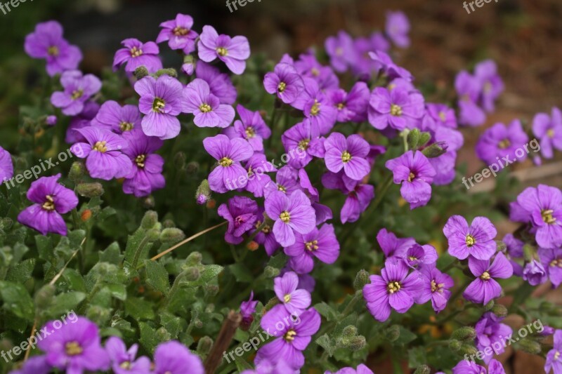 Aubrieta Deltoidea Violet Spring Flower Rockery