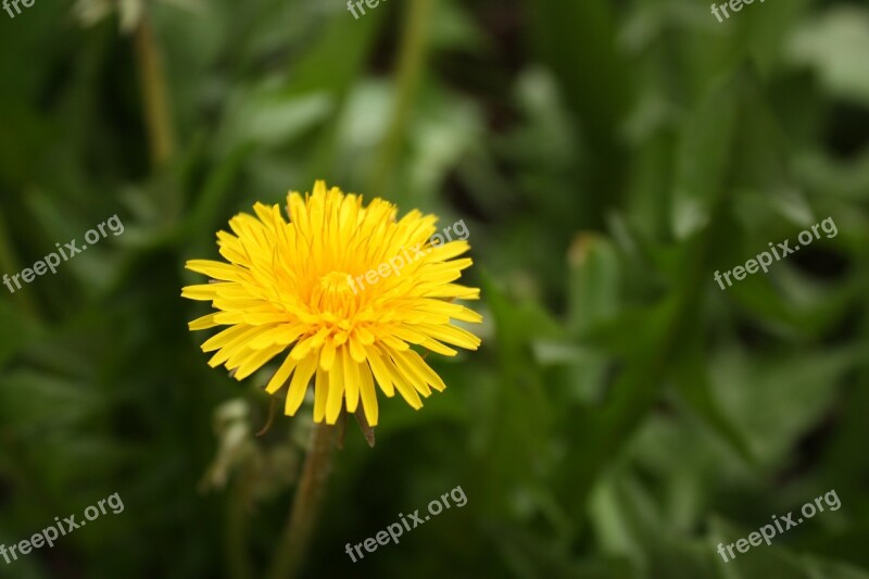 Sonchus Oleraceus Taraxacum Officinale Yellow Spring Flower