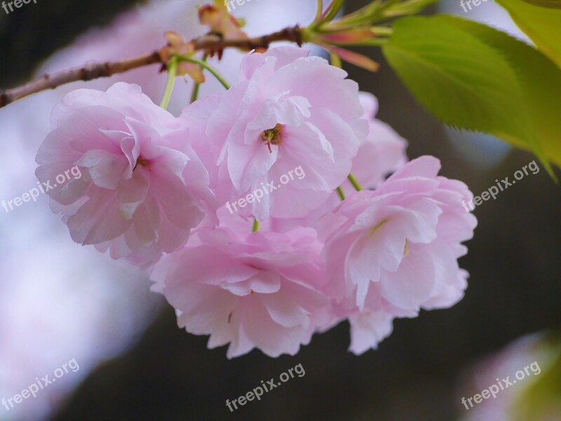 Cherry Blossoms Double Cherry Blossoms Pink Green Leaf