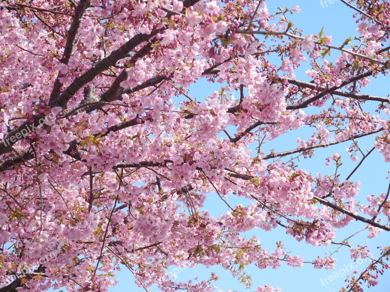 Kawazu Cherry Blossoms Izu Izu Peninsula Pink