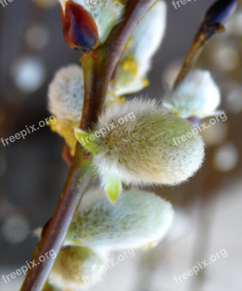 Willow Catkin Blossom Kitten Bud Branch Free Photos