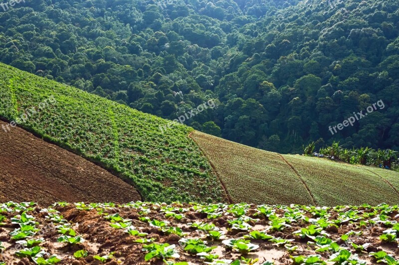 Phu Thap Boek Tourism Green Former Kralam Gregory Sot