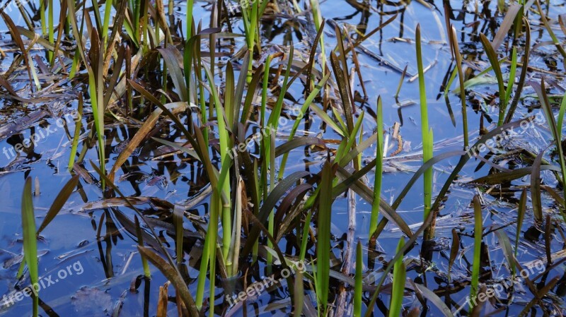 Water Reed Waters Bank Plant