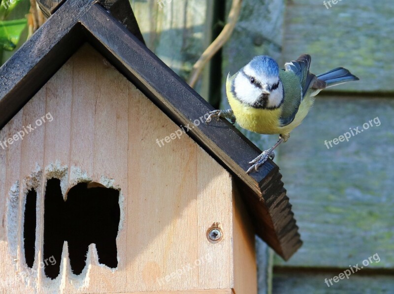 Blue Tit Nesting Nest Box Female Bird