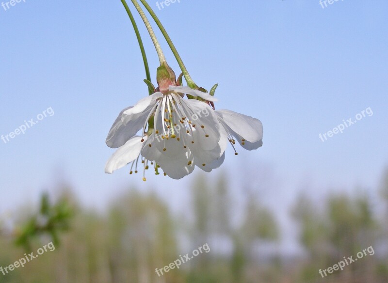 Flowering Tree Cherry Flowers White Flowering