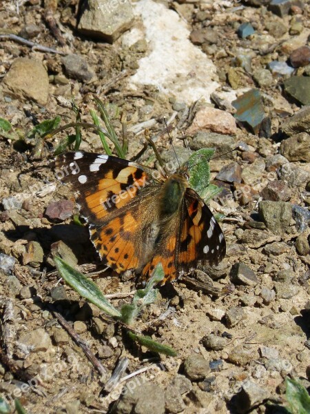 Vanessa Cardui Vanesa From Thistles Butterfly Detail Free Photos