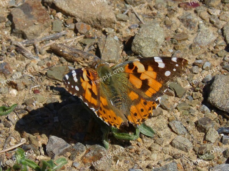 Vanessa Cardui Vanesa From Thistles Butterfly Detail Free Photos