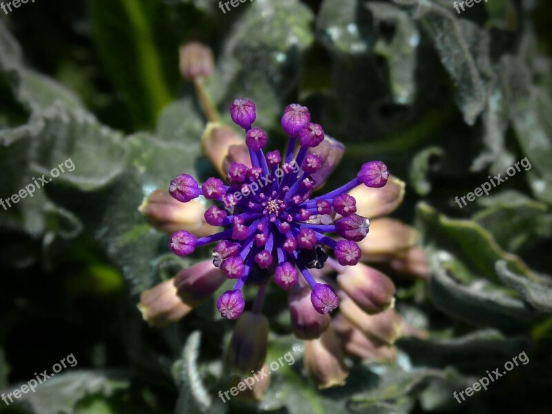 Wild Flower Beauty Symmetry Detail Lilac