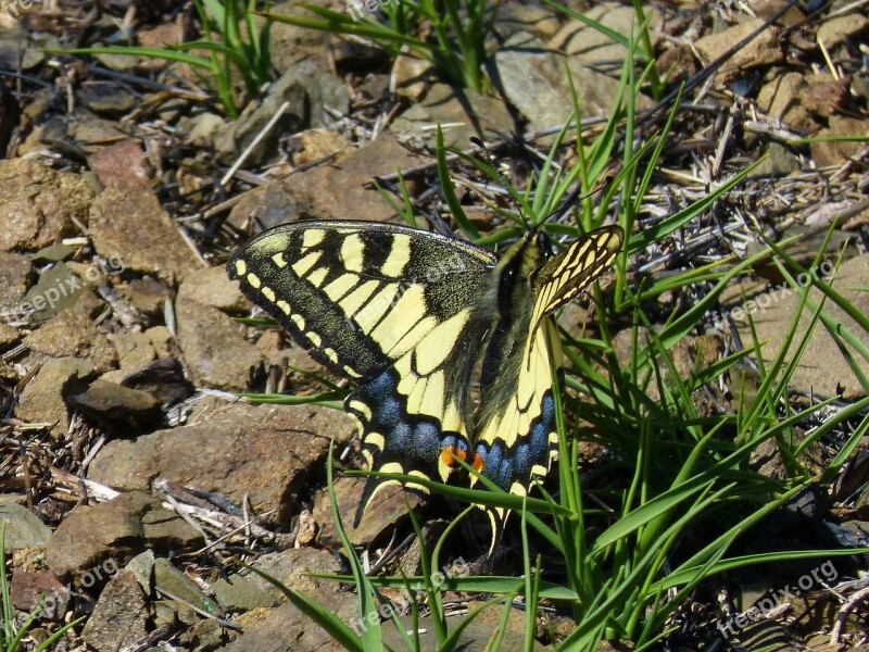 Papilio Machaon Machaon Butterfly Queen Butterfly Free Photos