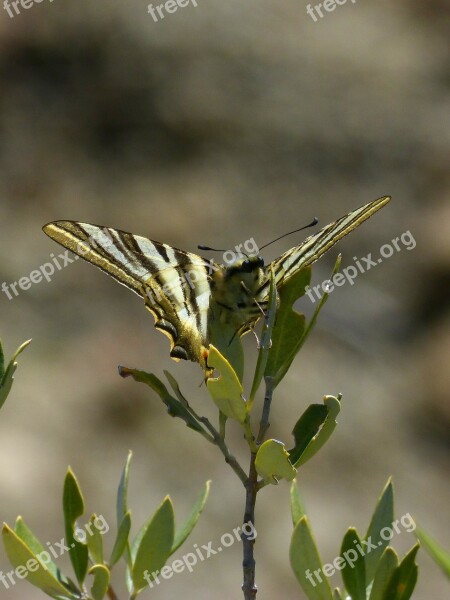 Papilio Machaon Machaon Butterfly Queen Butterfly Free Photos