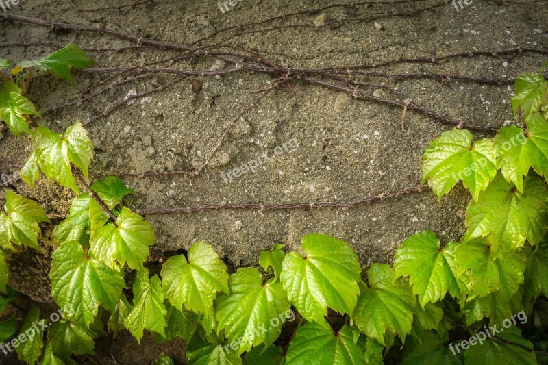 Ivy Vine The Leaves Plants Hwalyeob