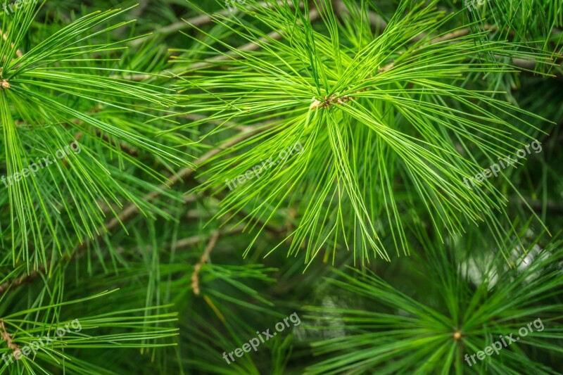 Pine Green Abstract Conifers Evergreens