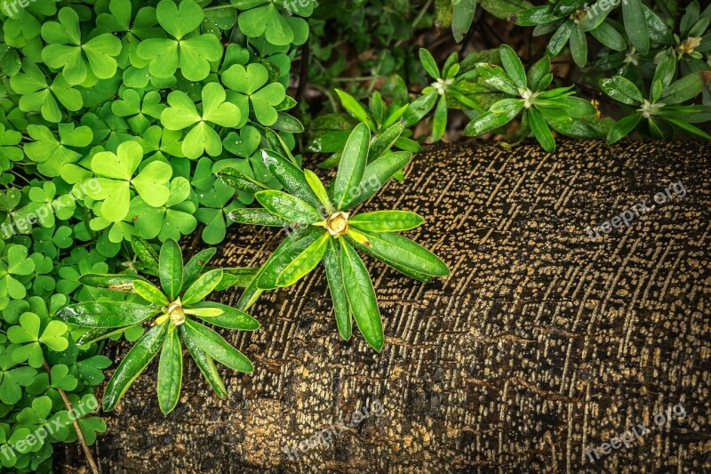 Shamrock Clover Grass Spring Nature