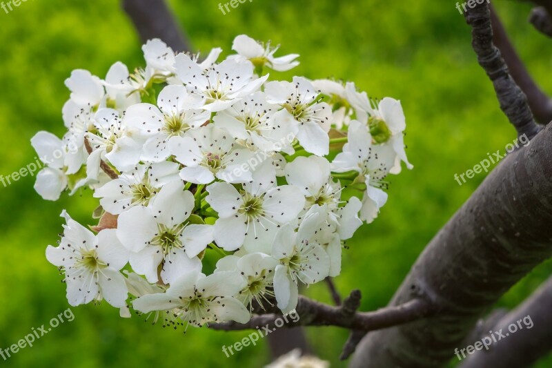 Pear Flower Wood Flowers Flower Tree Nature