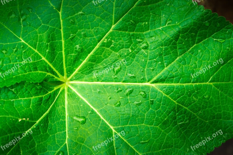 Leaf Nature Wood Green The Leaves