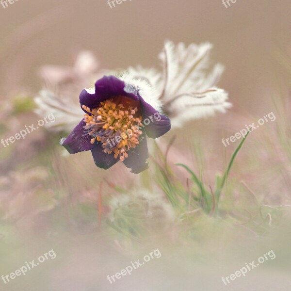 Anfas Pulsatilla Pratensis Plant Flower Protected