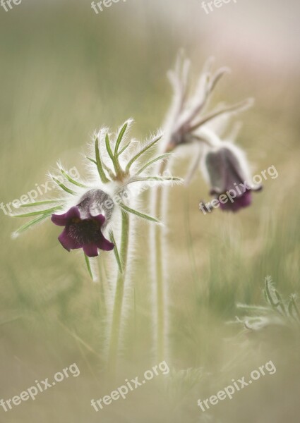 Pulsatilla Pratensis Plant Protected Purple Flower Old Glass