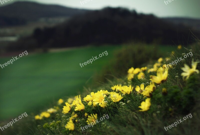 Landscape Hlavacek Protected Plant The Slope Hill