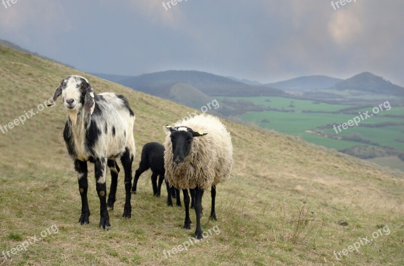 Sheep Feast Animal Pasture Wave