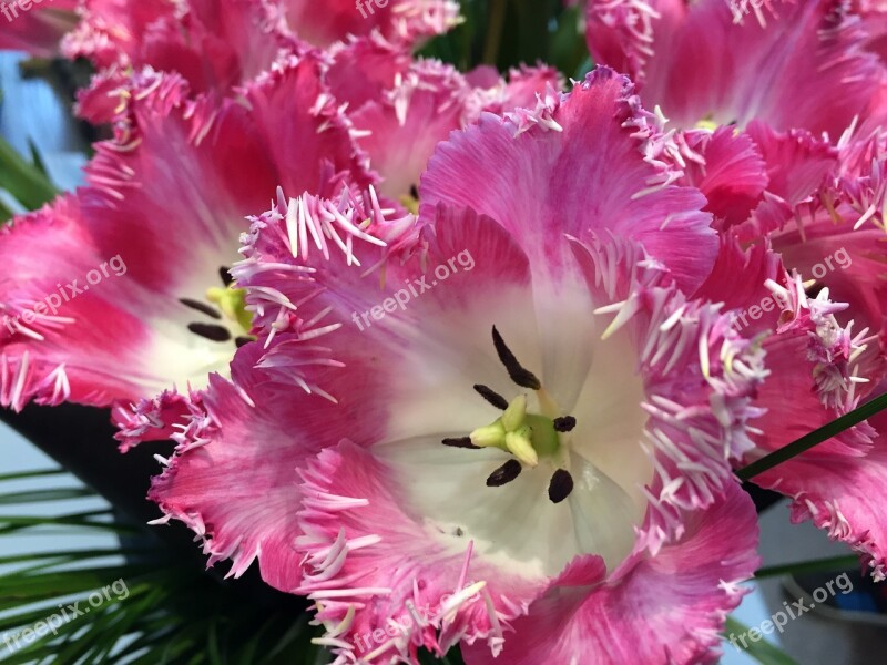 Tulip Flower Spring Pink Tulips Nature