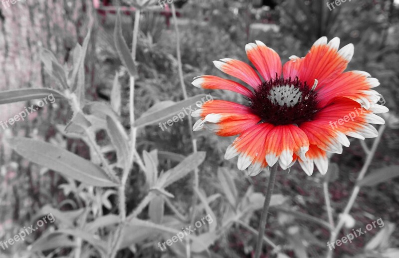 Black And White Flower Red Flower Plant Free Photos