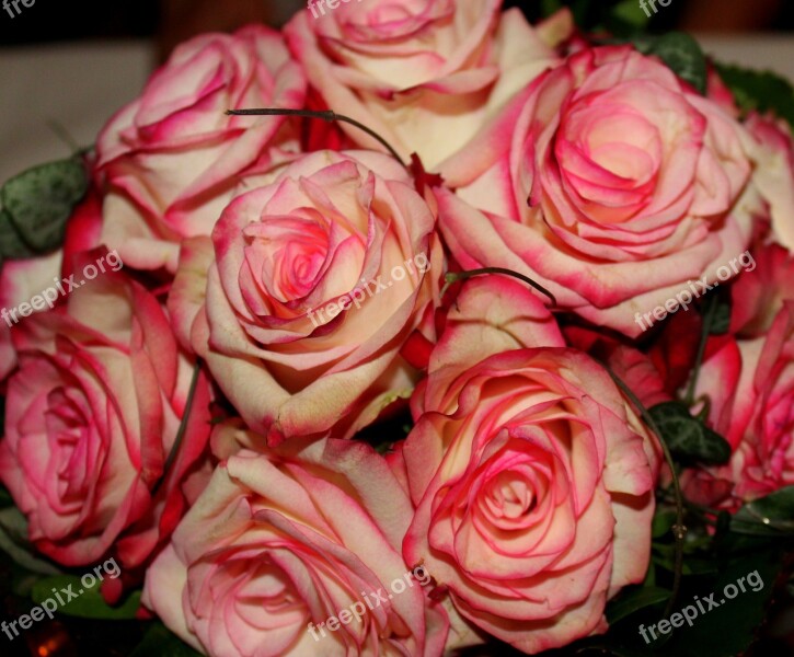 Roses Flowers Red Pink Dusky Pink