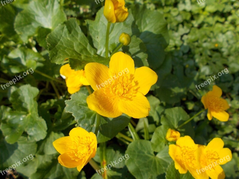 Yellow Flower Of Course Beautiful Flower Free Photos