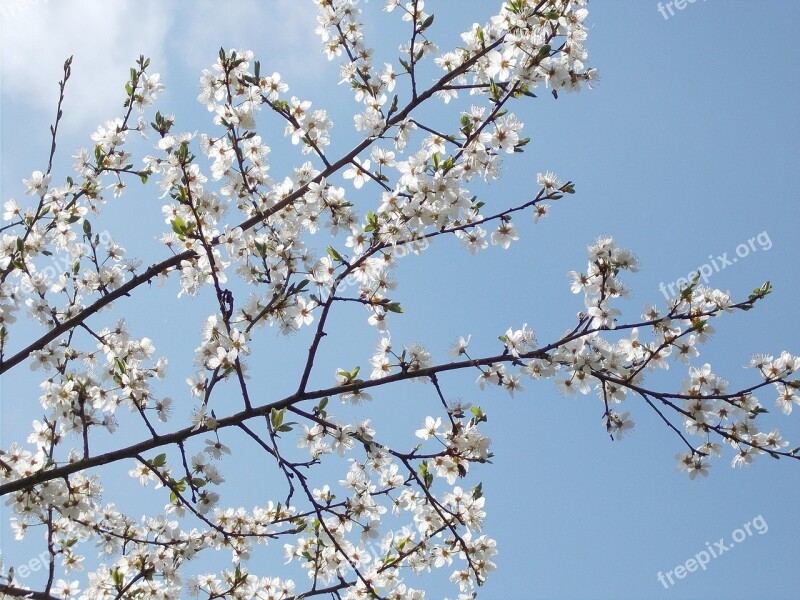 Spring Blossoms Perspective Sky Bloom White