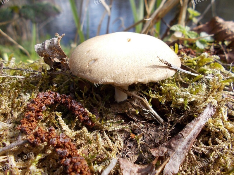 Mushroom Nature Of Course Mushrooms Environment