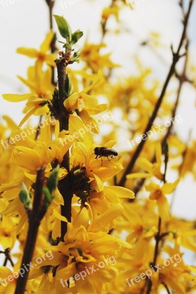 Gold Shrub Easter Bush Golden Bells Stangeblueter Forsythia Hedge