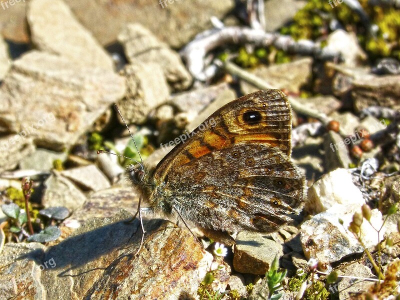 Lasiommata Megera Butterfly Saltacercas Butterfly Folded Wings Detail