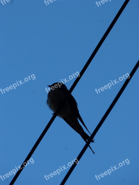 Swallow Cables Silhouette Backlight Free Photos