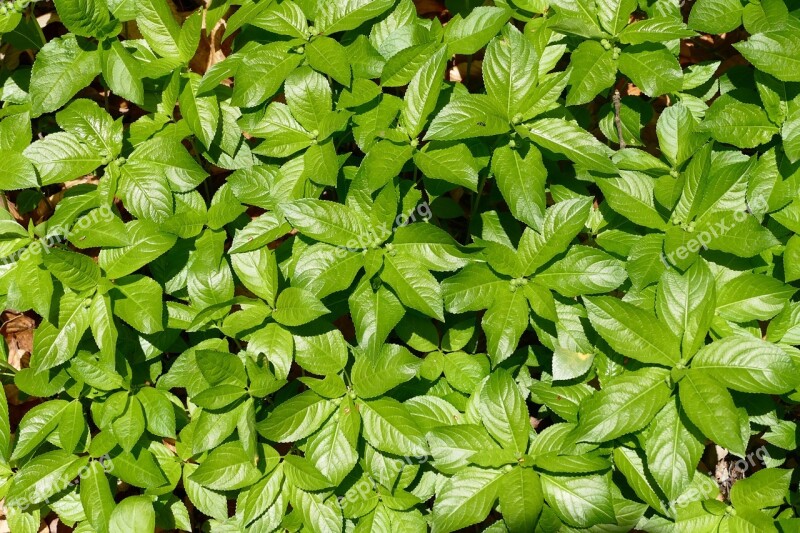 Leaves Green Nature Plant True Leaves