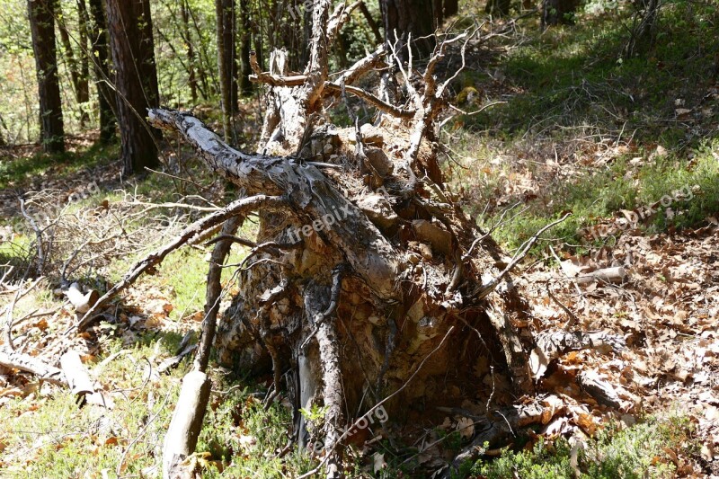 Root Tree Tree Root Wood Nature