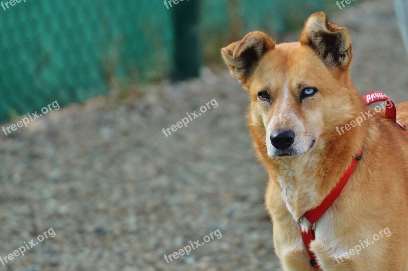 Dog Animal Different Eye Colors Pet Brown