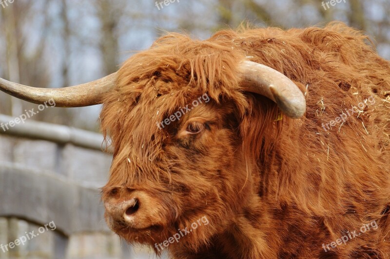 Bull Beef Horns Farm Good Aiderbichl