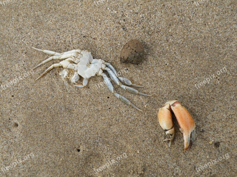 Crab Dead Claw Crustacean Ocean