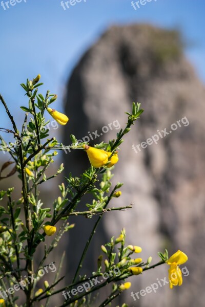 Broom Rock Bud Yellow Spring