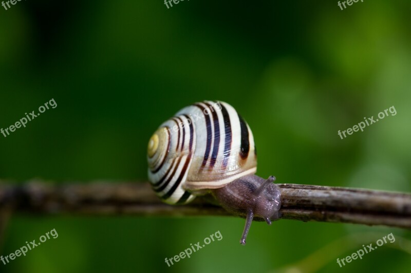 Nature Animal Snail Green Depth Of Field