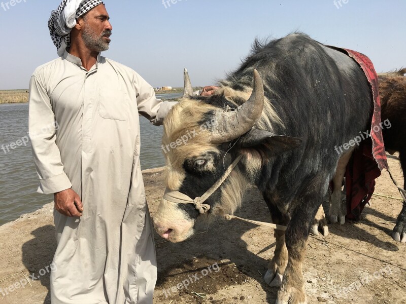 Marshes Iraq Nasiryah Free Photos