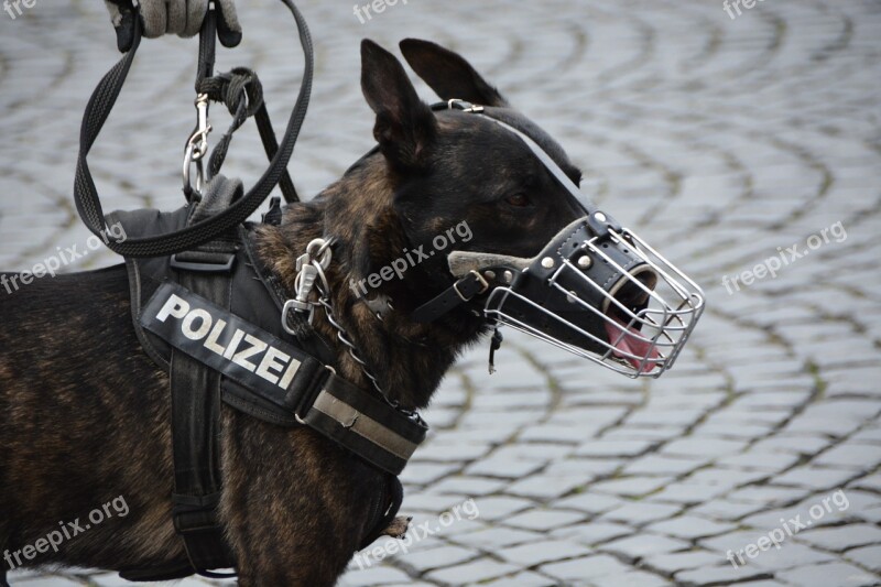 Police Police Dog Dog Muzzle Dog Guide