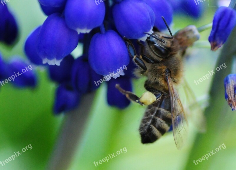 Bee Always Muscari Pollen Spring