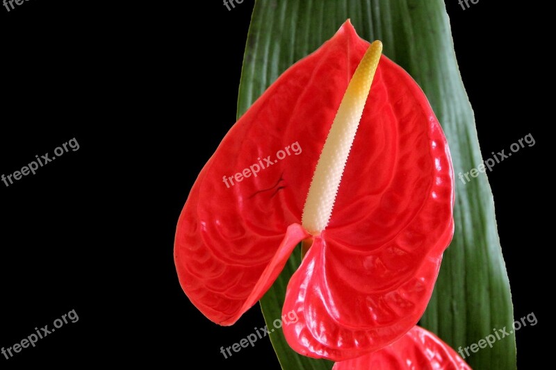 Flamingo Flower Anthurium Blossom Bloom Red